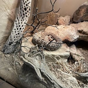 6/5/2024 - Baja California Rattlesnake