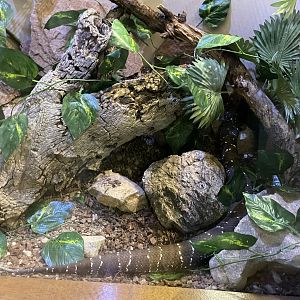 6/5/2024 - Mexican Cantil