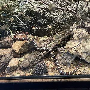 6/5/2024 - Arizona Mountain Kingsnake