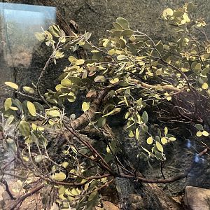 6/5/2024 - Madrean Alligator Lizard