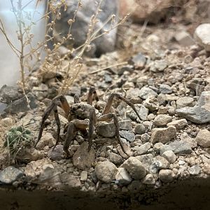 6/5/2024 - Carolina Wolf Spider