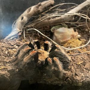 6/5/2024 - Mexican Fireleg Tarantula