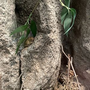 6/5/2024 - Canyon Tree Frog