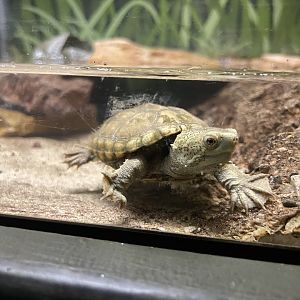 6/5/2024 - Sonoran Mud Turtle