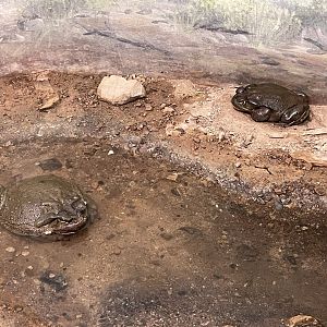 6/5/2024 - Sonoran Desert Toad