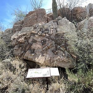 6/5/2024 - Sonorasaurus skeleton cast