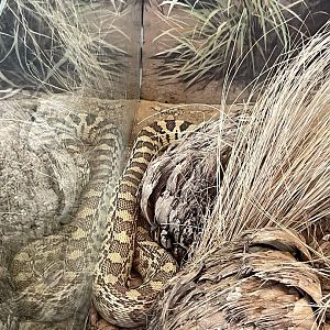 6/5/2024 - Sonoran Gopher Snake