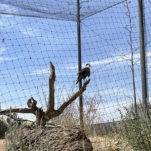 6/5/2024 - Crested Caracara