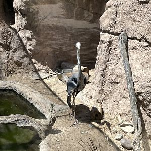 6/5/2024 - Great Blue Heron