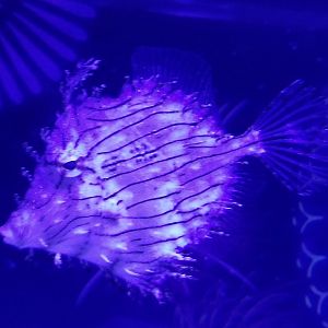 Prickly Leatherjacket (Chaetodermis penicilligerus)