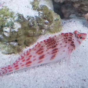 Dwarf Hawkfish (Cirrhitichthys falco)