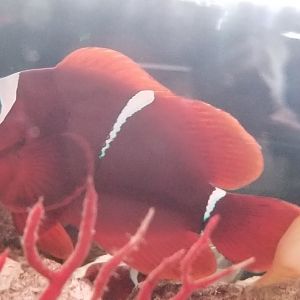 Maroon Clownfish (Premnas biaculeatus)