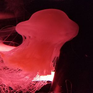 Fried Egg Jellyfish (Phacellophora camtschatica)