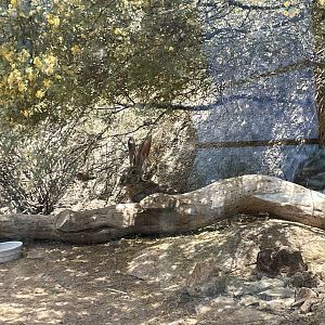 6/5/2024 -  Antelope Jackrabbit