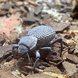 4/21/2024 - Blue Death Feigning Beetle