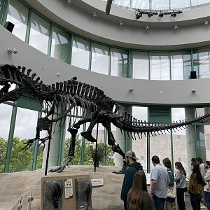 4/21/2024 - Acrocanthosaurus atokensis skeleton cast