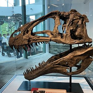 4/21/2024 - Acrocanthosaurus atokensis skull