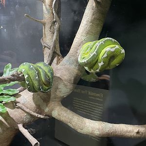 4/21/2024 - Emerald Tree Boas