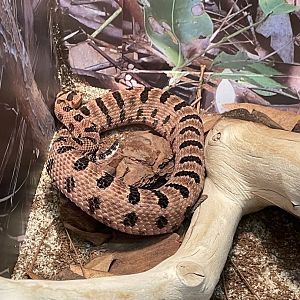 4/21/2024 - Carolina Pygmy Rattlesnakes