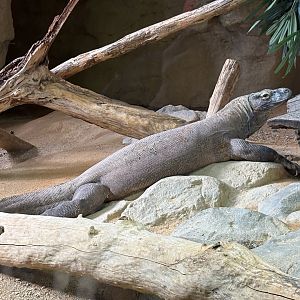 Komodo Dragon
