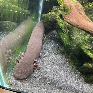 4/21/2024 - Greater Siren