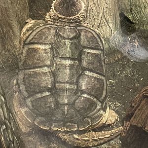 4/21/2024 - Common Snapping Turtle