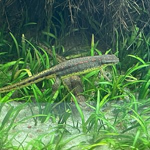 4/21/2024 - Broken-Stripe Newt