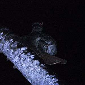 Wild Sunda Colugo ~ Tasmanian Devil Trail