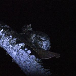 Wild Sunda Colugo ~ Tasmanian Devil Trail