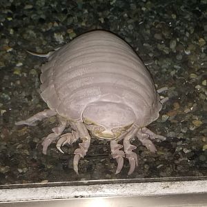 Giant Isopod