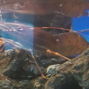 California Spot Prawn