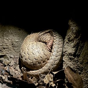 Sunda Pangolin