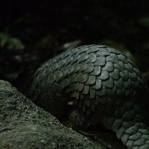 Sunda Pangolin