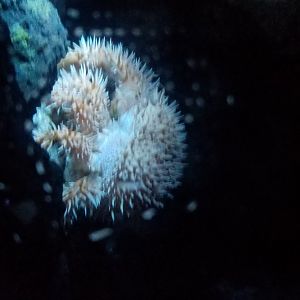 Porcupine Crab
