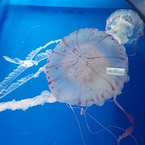 Purple-Striped Jellyfish