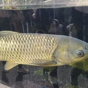 Grass Carp