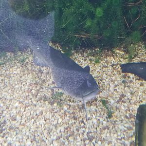 Amur Catfish