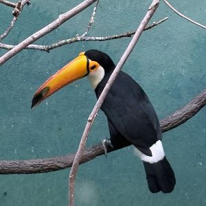 Toco Toucan