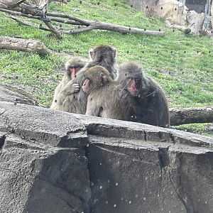 3/17/2024 - Japanese Macaques