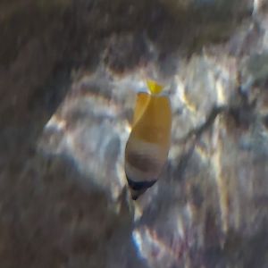 Sunburst Butterflyfish