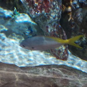 Yellowtail Fusilier