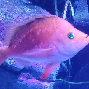 Cherry Anthias