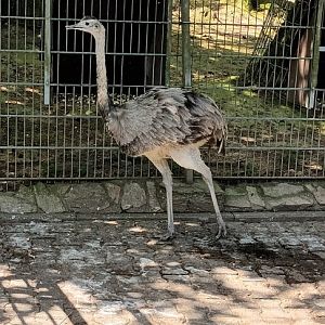 Greater Rhea