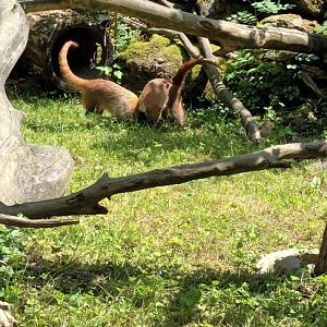 White noased Coatis