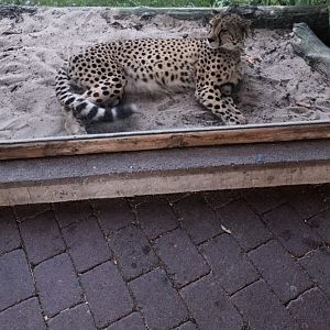 Cheetah