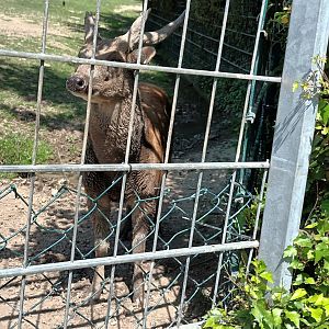 Visayan spotted Deer
