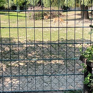 Enclosure Visayan spotted Deer and Blackbuck