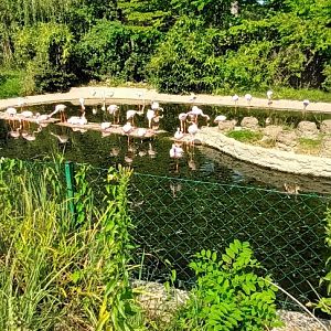 Lesser Flamingo Enclosure