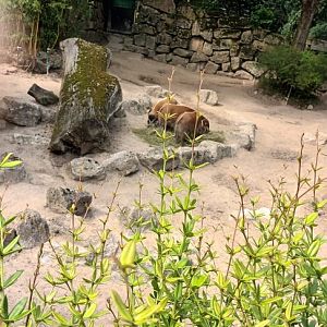 Red river Hog Enclosure