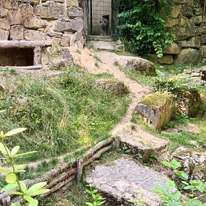 Striped Hyena Enclosure